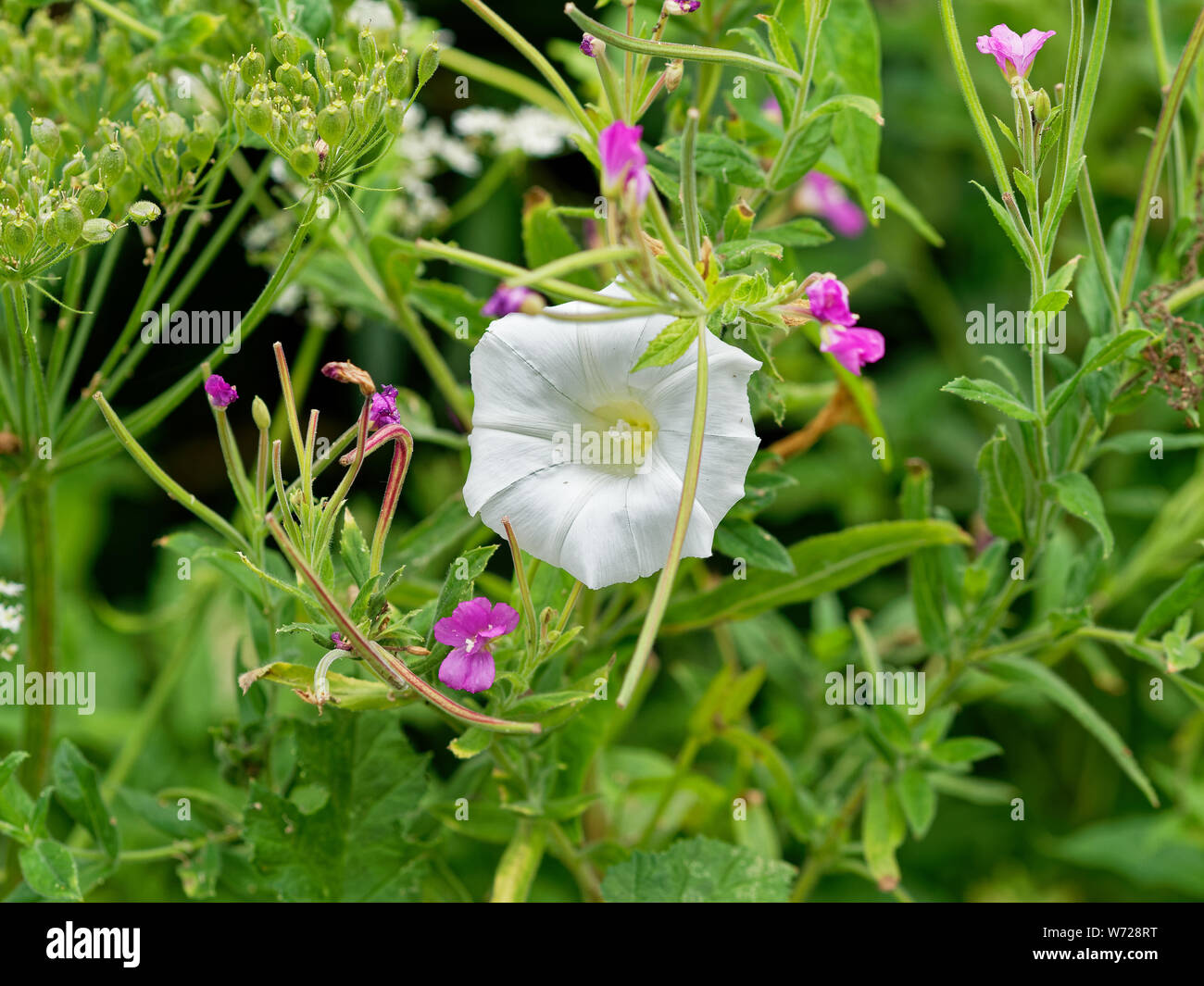 Hedge Centinodia, Calystegia sepium Foto Stock