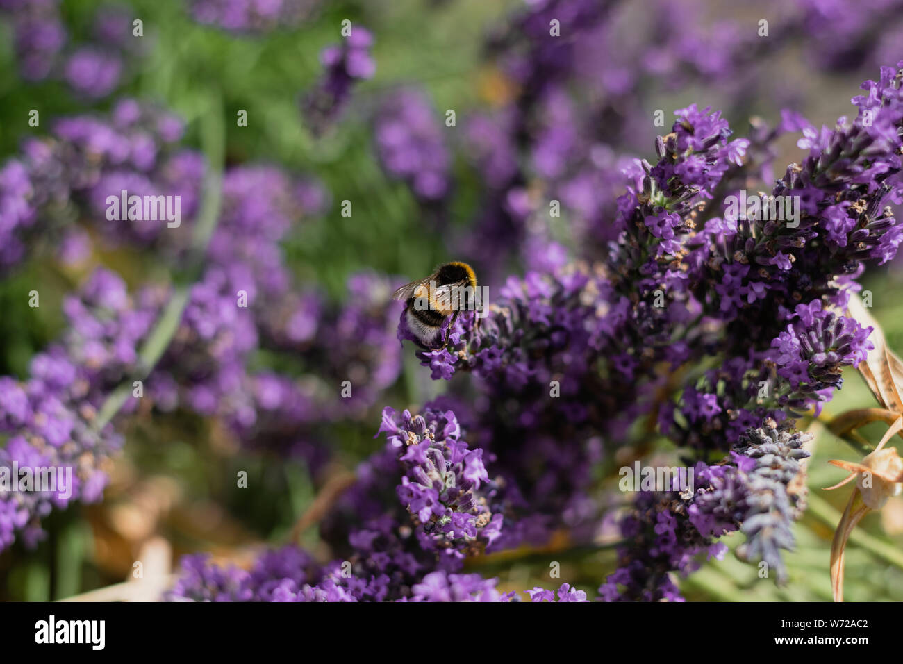 Bumble Bees su giardino lavanda Foto Stock