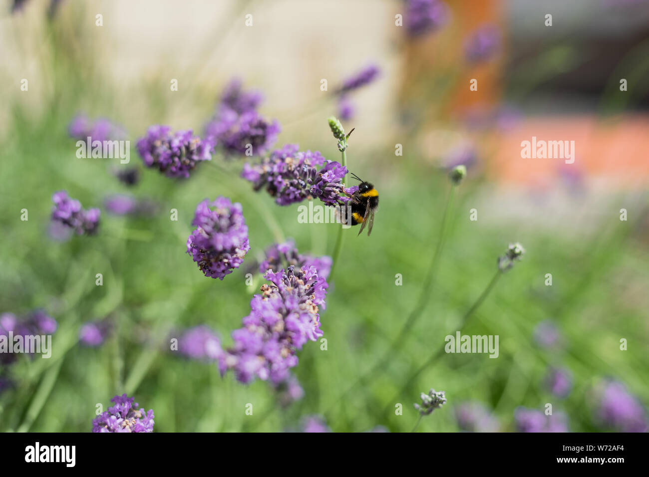 Bumble Bees su giardino lavanda Foto Stock