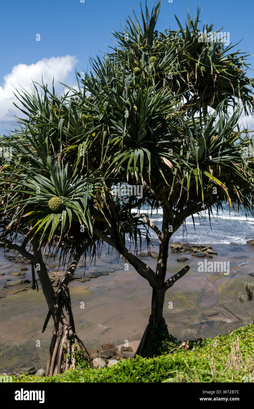 Frutta Pandanus palme con le sue radici nella tropicale umido delle zone costiere del Queensland in Australia. Alberi di pandanus hanno i suoi usi da culturale, egli Foto Stock