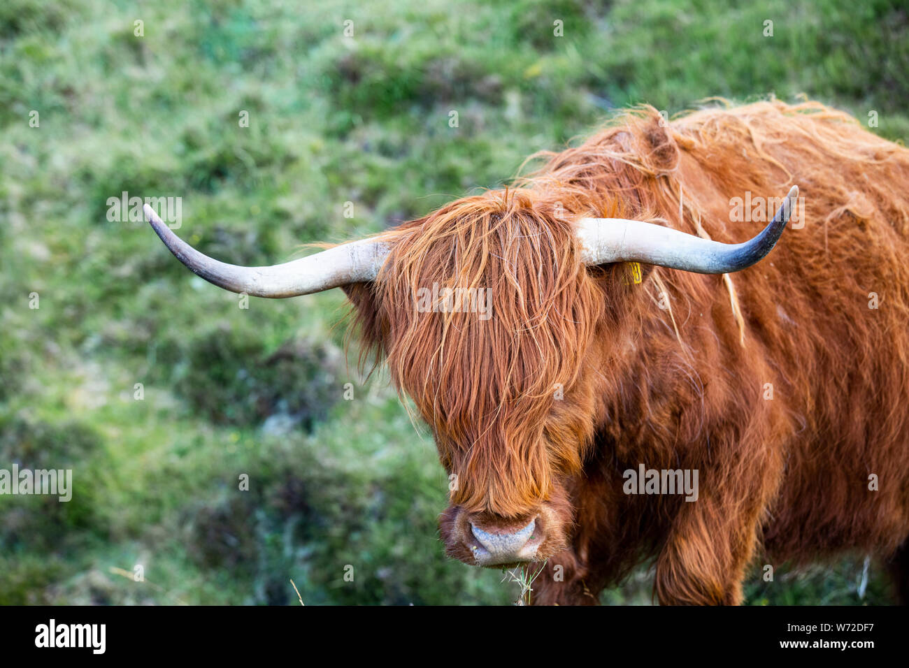 Capo di un altopiano di bovini in Scozia Foto Stock