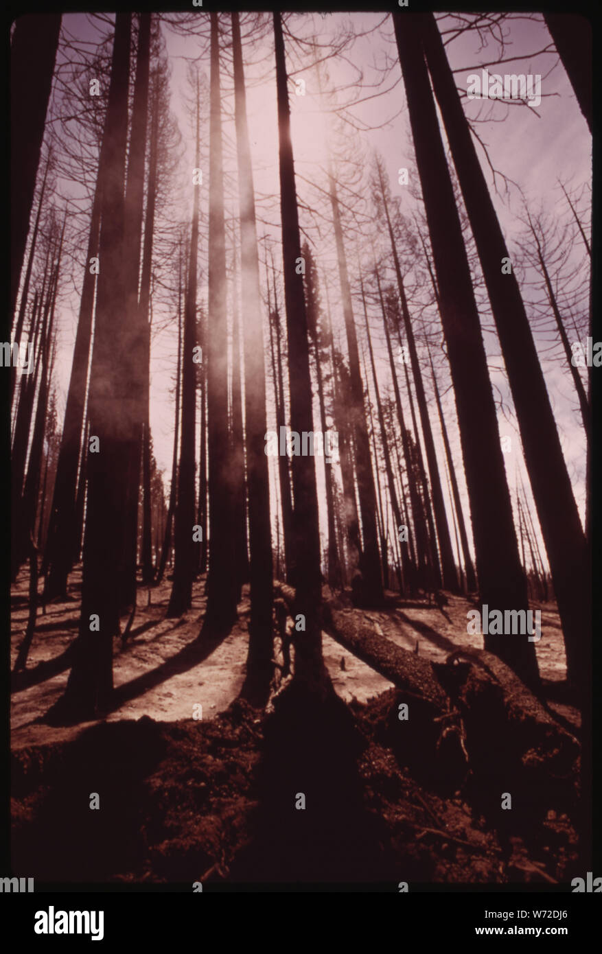 IN AGOSTO, 1973 un grande incendio di foresta spazzato attraverso 17,470 acri del versante occidentale della catena montuosa della Sierra vicino la scena sonora entro la sezione di masterizzare area conosciuta come "fuoco di granito DI QUESTA PARTE DEL TERRITORIO NON È STATO ANCORA REGISTRATO Foto Stock