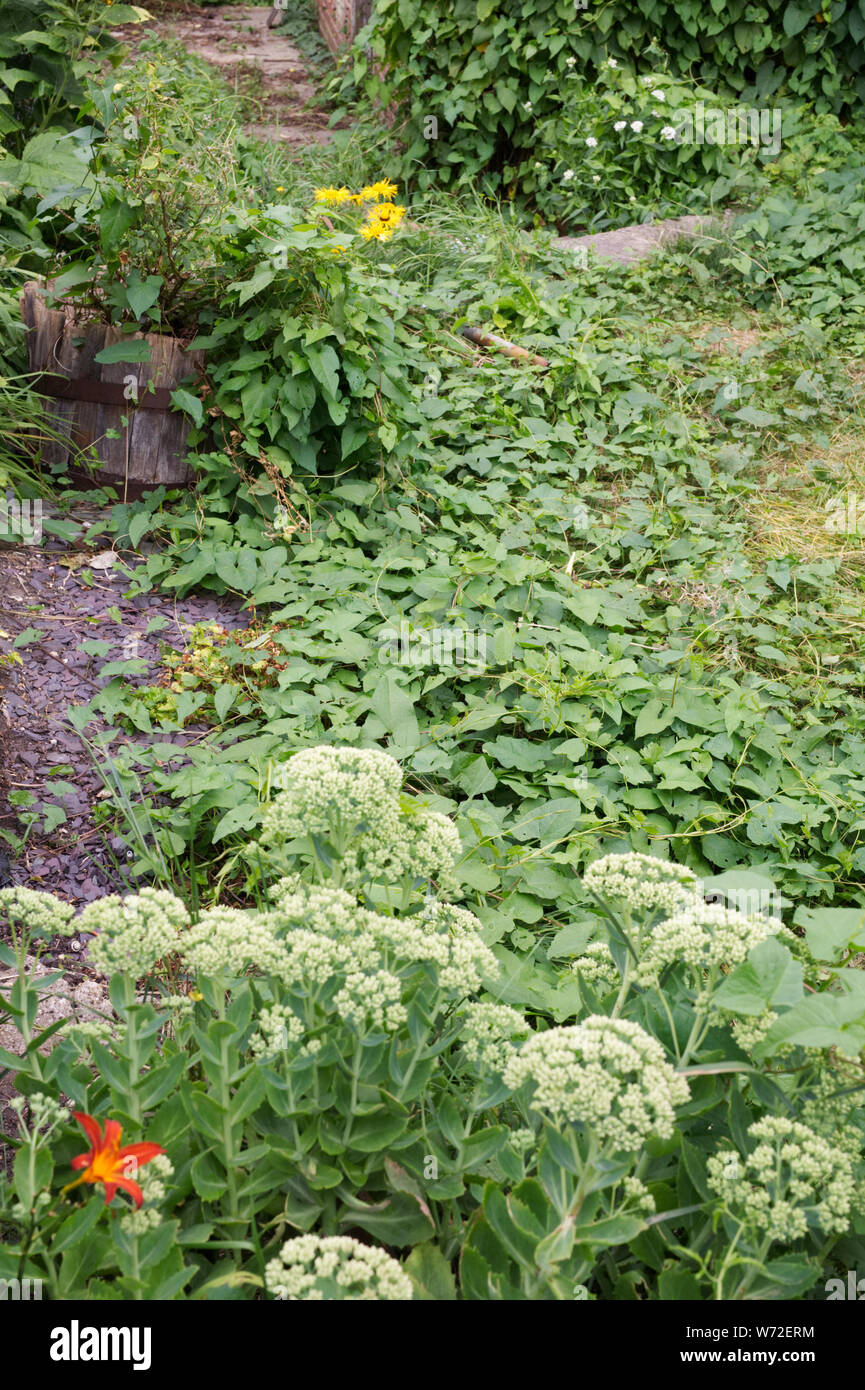 Calystegia sepium. Hedge centinodia coprendo un giardino sovradimensionate. Foto Stock