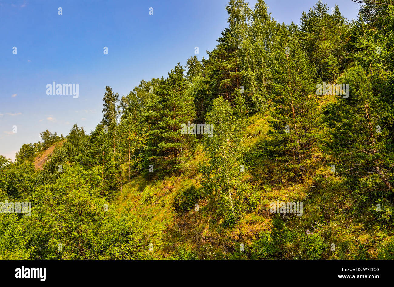 La foresta di conifere sul versante della montagna - bellissimo paesaggio estivo a bright giornata soleggiata con cielo blu. Hillside con pini e cedro coperta di foresta Foto Stock