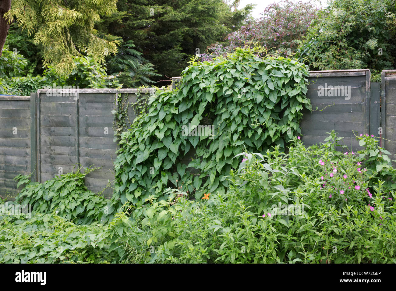 Calystegia sepium. Hedge centinodia coprendo un giardino sovradimensionate. Foto Stock
