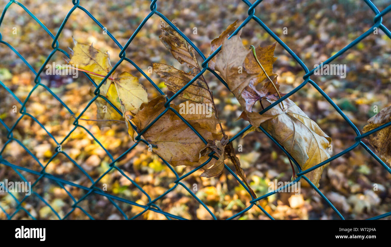 Il fogliame di autunno nel recinto Foto Stock