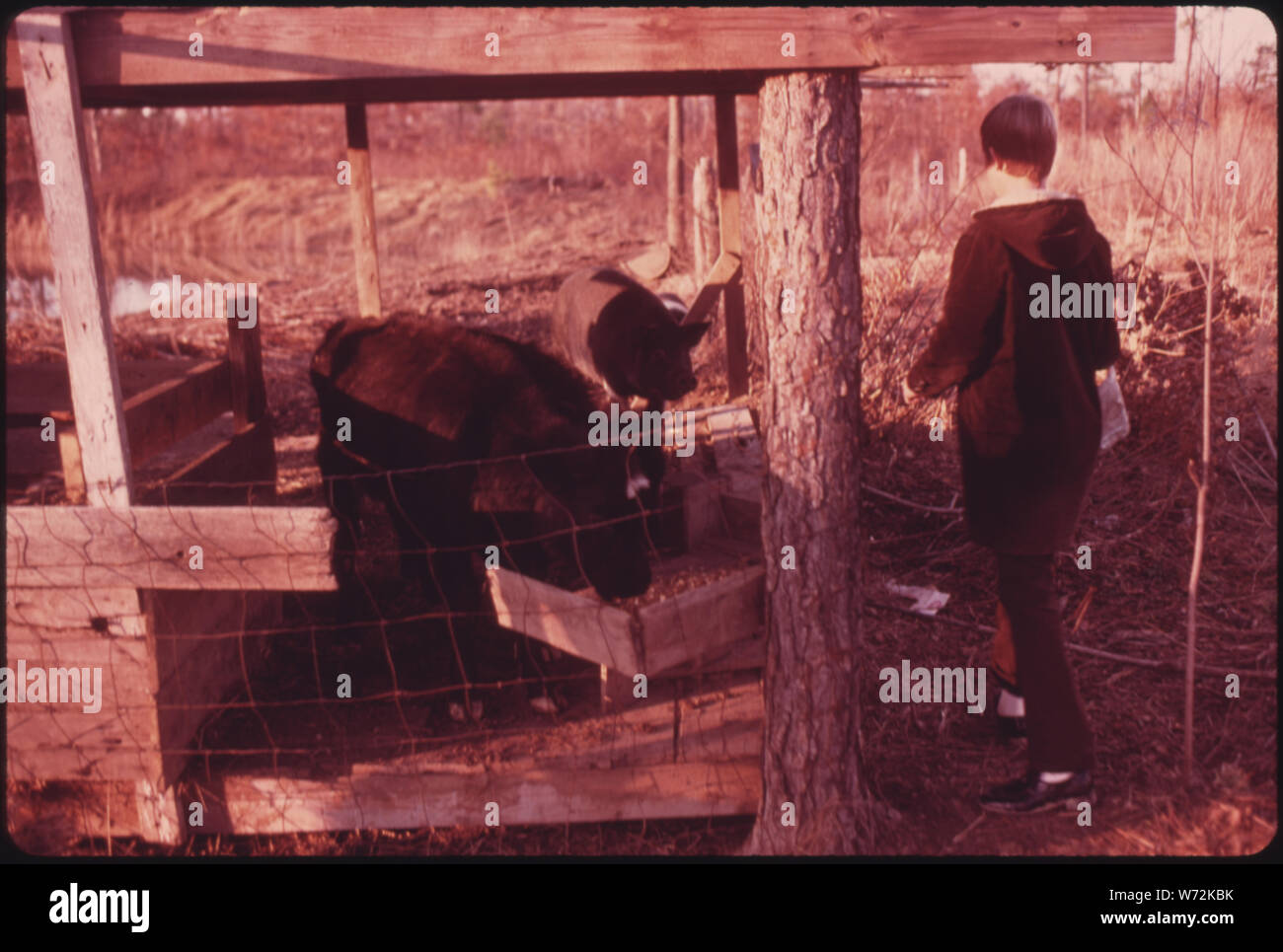 MICHAEL GIPSON, 14, figlio del sig. E MRS. WAYNE GIPSON che vivono nei pressi di GRUETLI, Tennessee vicino a Chattanooga, alimenta la famiglia mucche dopo la scuola. Il Padre li mantiene come pure alcuni maiali e polli per dare ai suoi figli un senso di responsabilità. Il sig. GIPSON È UN NASTRO TRASPORTATORE OPERATORE IN UN NON-Unione mina E UN MINISTRO CHE NON HANNO UN REGOLARE chiesa. Egli OFFICIATES a matrimoni e funerali e predica al rilancio di riunioni Foto Stock