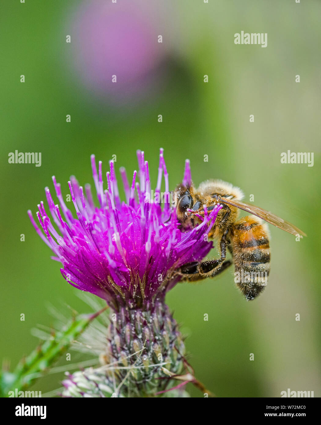Il miele delle api su viola fiori di cardo su un locale comune nel Galles del Sud Foto Stock
