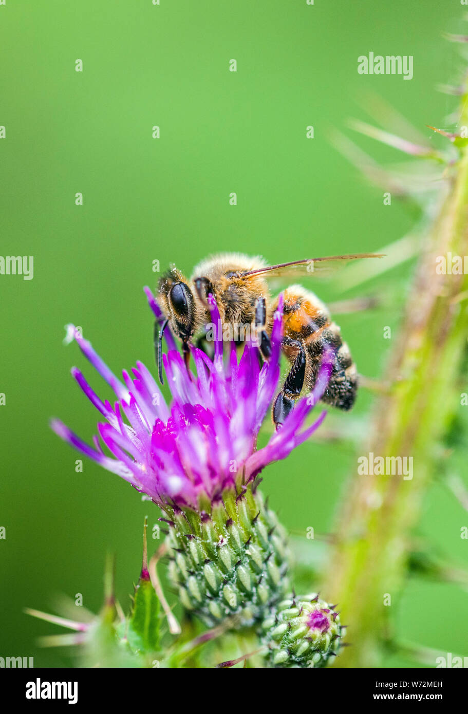 Il miele delle api su viola fiori di cardo su un locale comune nel Galles del Sud Foto Stock