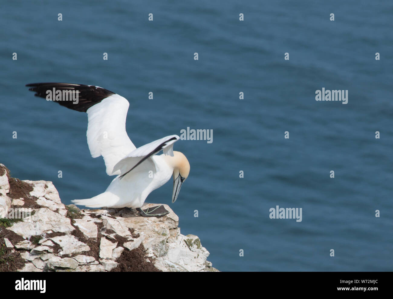 Gannet su una scogliera a Bempton Cliffs, Yorkshire, in preparazione al decollo, con spazio per la copia Foto Stock