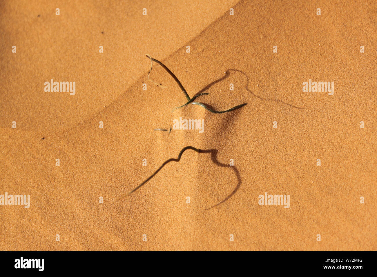 Levetta di erba crescente dalla sabbia nel deserto del Sahara Foto Stock
