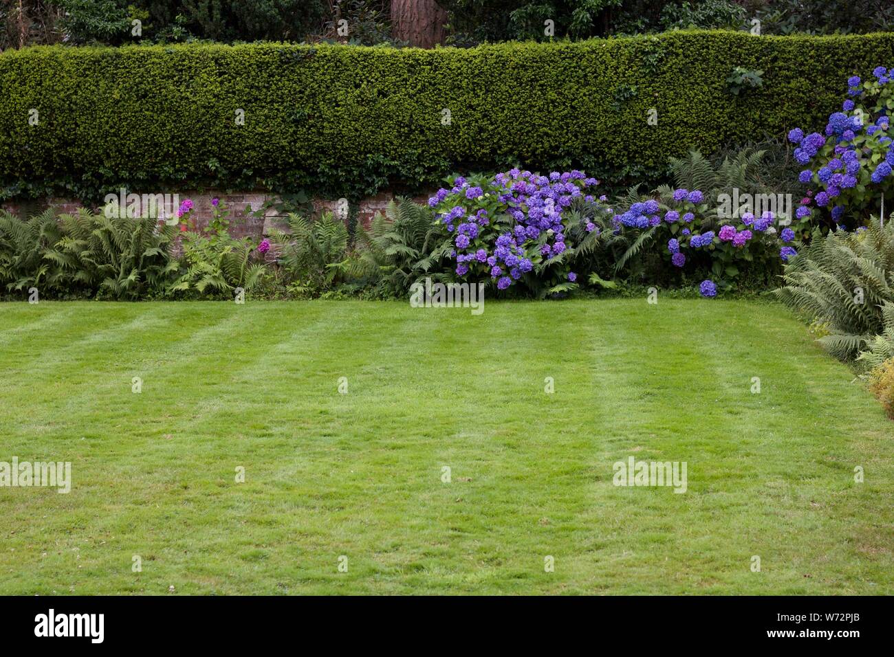 Ortensie blu in giardino con prato in primo piano Foto Stock