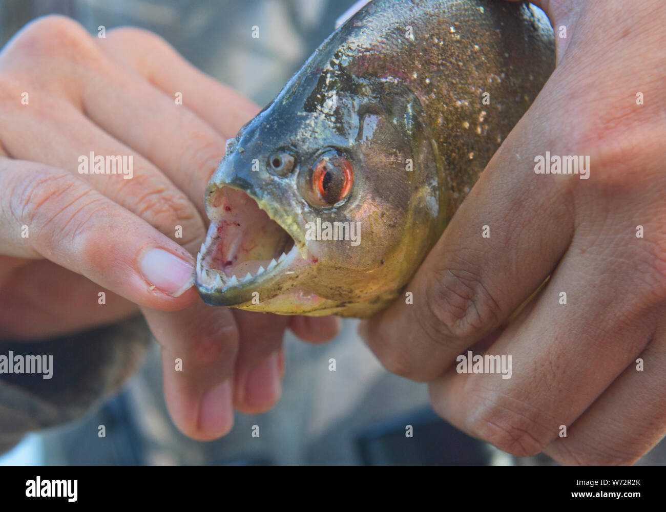 I denti taglienti di un Piranha Yellow-Bellied sul lago Tres Chimbadas, fiume Tambopata, Amazzonia peruviana Foto Stock