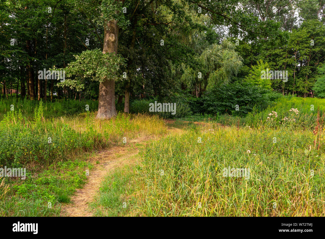 Una mattina d'estate in una radura. Agosto luce delle prime ore. Camminare attraverso la foresta. L'Europa, Polonia, Mazovia. Foto Stock