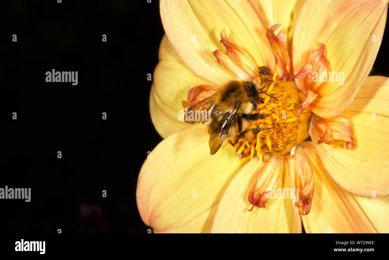 Bumble Bee per raccogliere il polline da giallo dalia Foto Stock