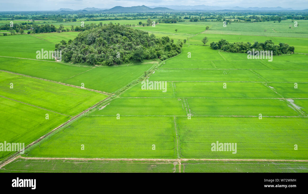 Bella e verde campo di riso nel nord della Thailandia. Vista aerea da flying drone Foto Stock