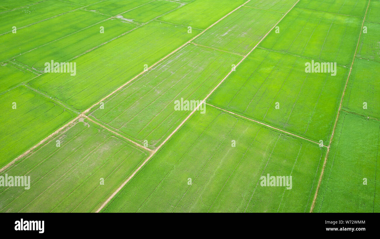 Bella e verde campo di riso nel nord della Thailandia. Vista aerea da flying drone Foto Stock