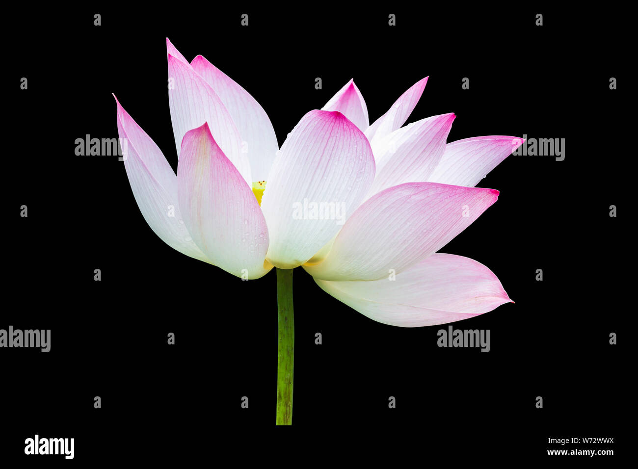 Di un bel colore rosa fiore di loto isolati su sfondo nero. Salvate con il percorso di clipping (Lotus utilizzati per il culto) Foto Stock