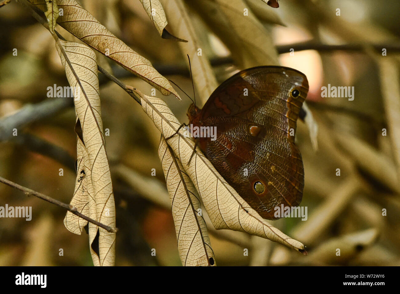 Sylvia WOOD nymph nella giungla, Tambopata Riserva, Amazzonia peruviana Foto Stock