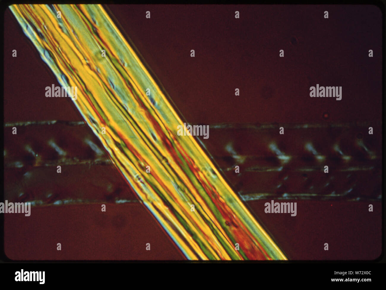 Il contrasto di fase microfotografia di macchiati di abete Douglas fibre. Presa mediante un microscopio a NEW WESTMINSTER, British Columbia, nei pressi di Bellingham, Washington Foto Stock