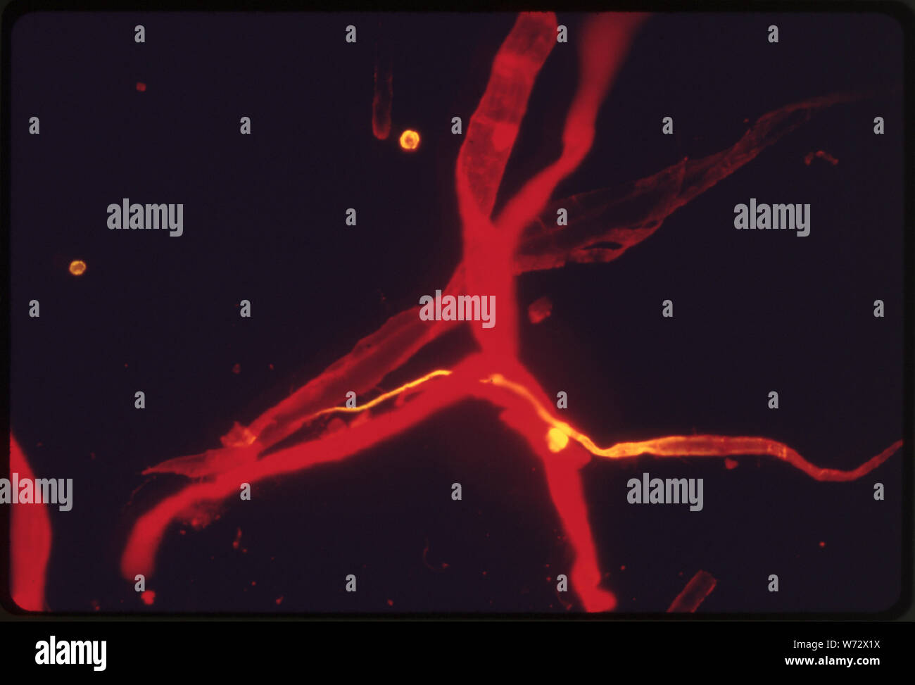 Il contrasto di fase microfotografia di macchiati di abete Douglas fibre. Presa mediante un microscopio a NEW WESTMINSTER, British Columbia, nei pressi di Bellingham, Washington Foto Stock