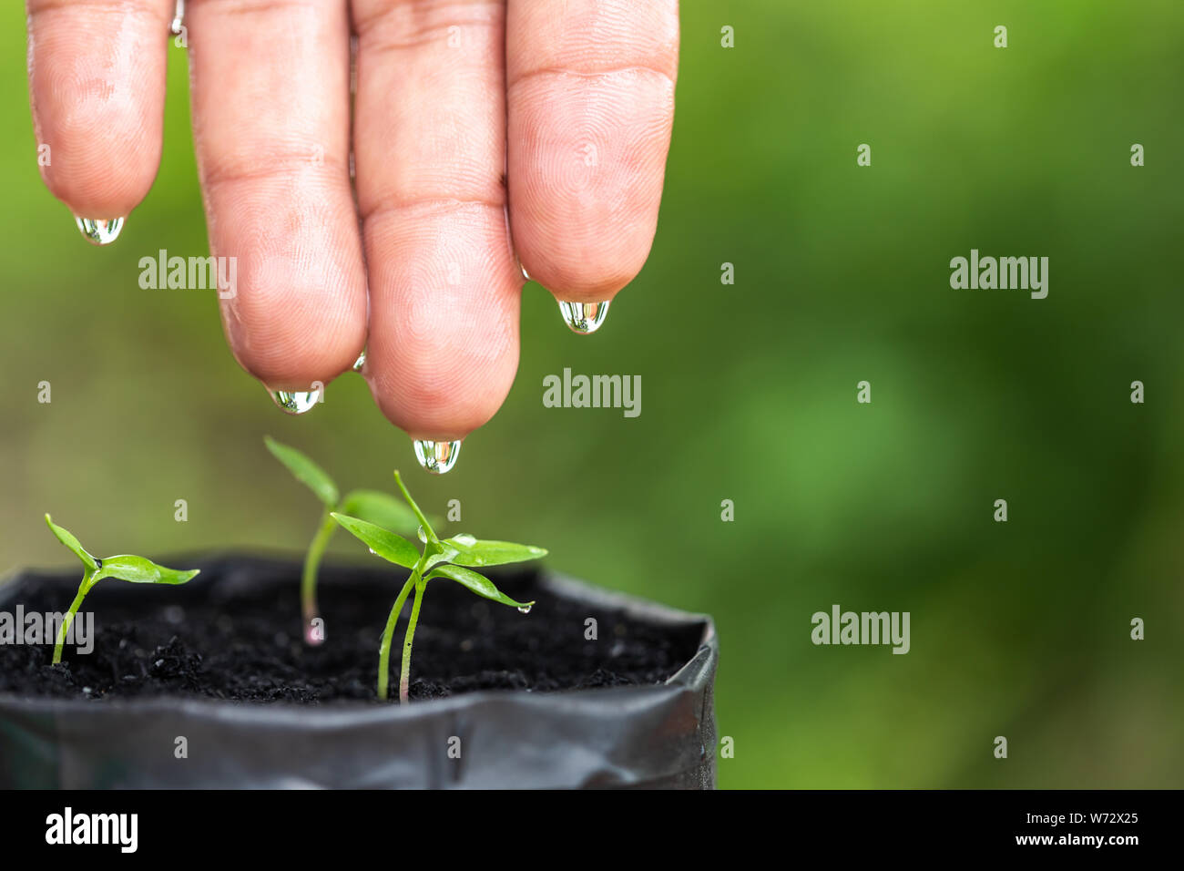 Macro mano con caduta di acqua per irrigazione per pianta giovane in un sacchetto di plastica. Natura e ambiente nozione Foto Stock