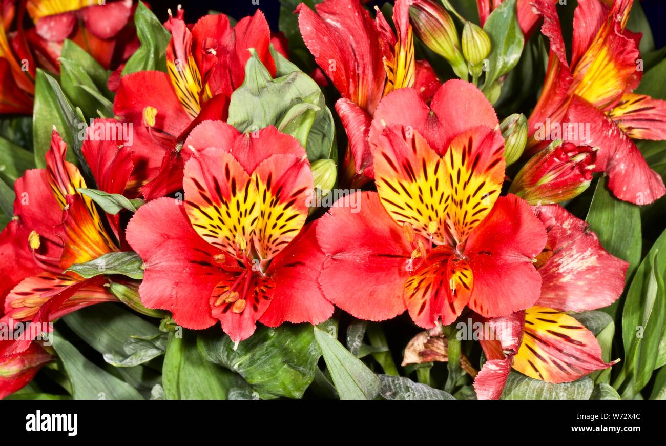 Alstroemeria 'Little Miss Vanessa' Foto Stock