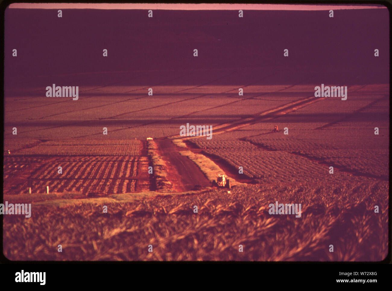 I campi di ananas di Lanai. Ananas possono essere sulla strada fuori in Hawai. La produzione è giù, importati ananas è alto e piano di sviluppatori di ampie modifiche su questa isola. Utilizzare la terra commissione che di recente ha riclassificato 22,340 acri di Lanai'S terreni rurali per uso urbano, deve pesare i profitti di ananas agricoltura contro le esigenze di una popolazione in aumento e i benefici del dollaro turista Foto Stock