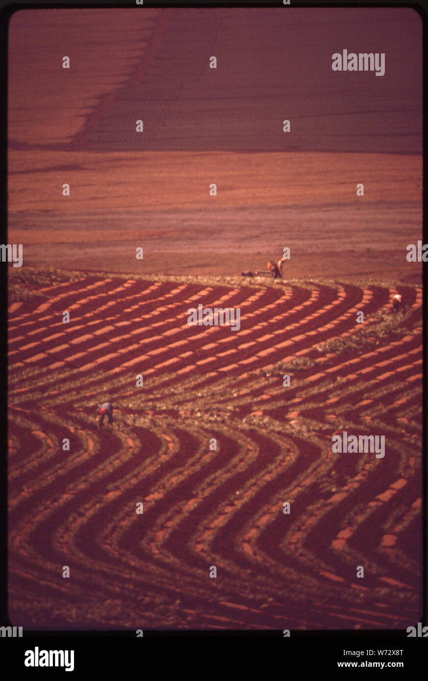 I campi di ananas di Lanai. Ananas possono essere sulla strada fuori in Hawai. La produzione è giù, importati ananas è alto e piano di sviluppatori di ampie modifiche su questa isola. Utilizzare la terra commissione che di recente ha riclassificato 22,340 acri di Lanai'S terreni rurali per uso urbano, deve pesare i profitti di ananas agricoltura contro le esigenze di una popolazione in aumento e i benefici del dollaro turista Foto Stock