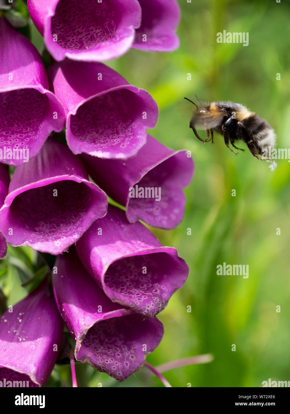 Femmina bianca-tailed bumblebee (Bombus lucorum) volando verso i fiori di un foxglove (Digitalis purpurea) REGNO UNITO Foto Stock