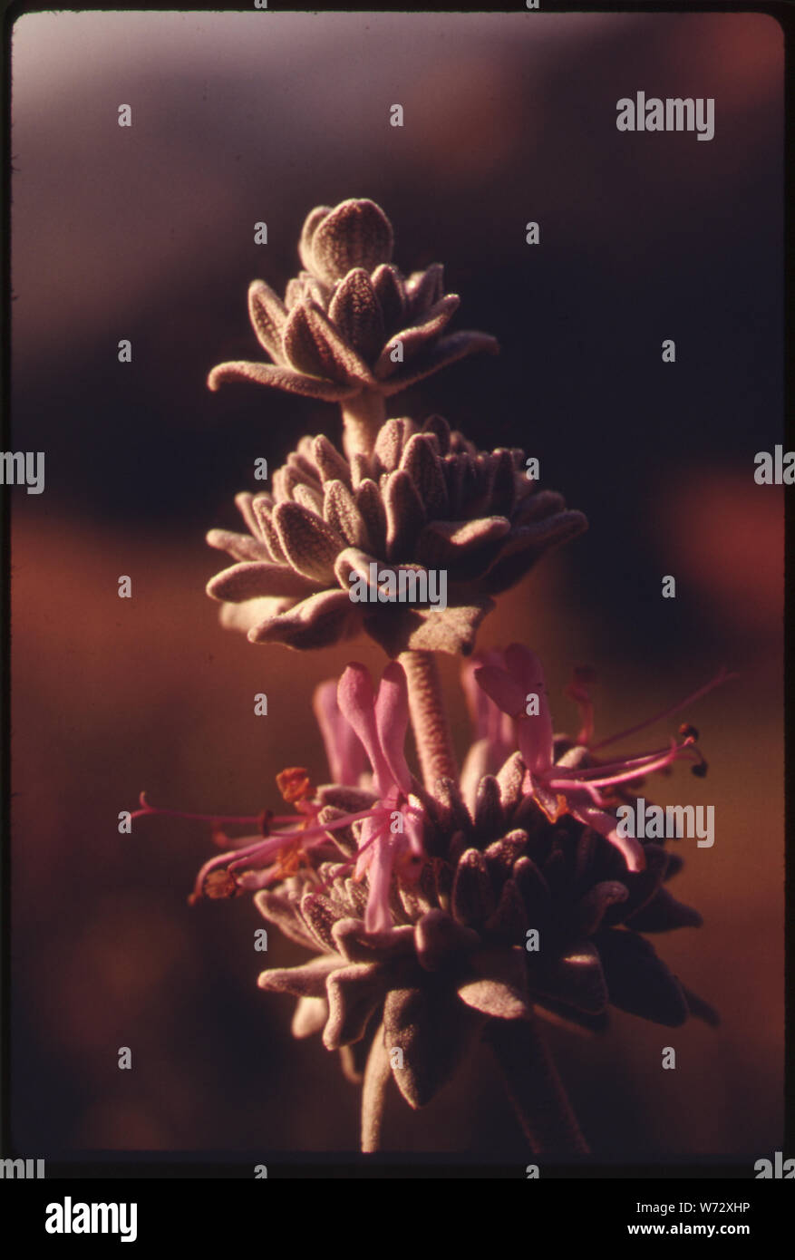 Vegetazione in Malibu CANYON AREA DEL SANTA MONICA montagne vicino a Malibu, California, che si trova sul bordo nord-occidentale della contea di Los Angeles. Le montagne contengono l'ultimo semi-deserto nella contea di Los Angeles, ma sono minacciati di sviluppo. Circa l'84 % dei suoi abitanti vivono entro i trenta chilometri di costa, e questa concentrazione ha portato a un aumento dell'uso della terra pressione. Diverse commissioni sono state impostate per limitare lo sviluppo costiero Foto Stock