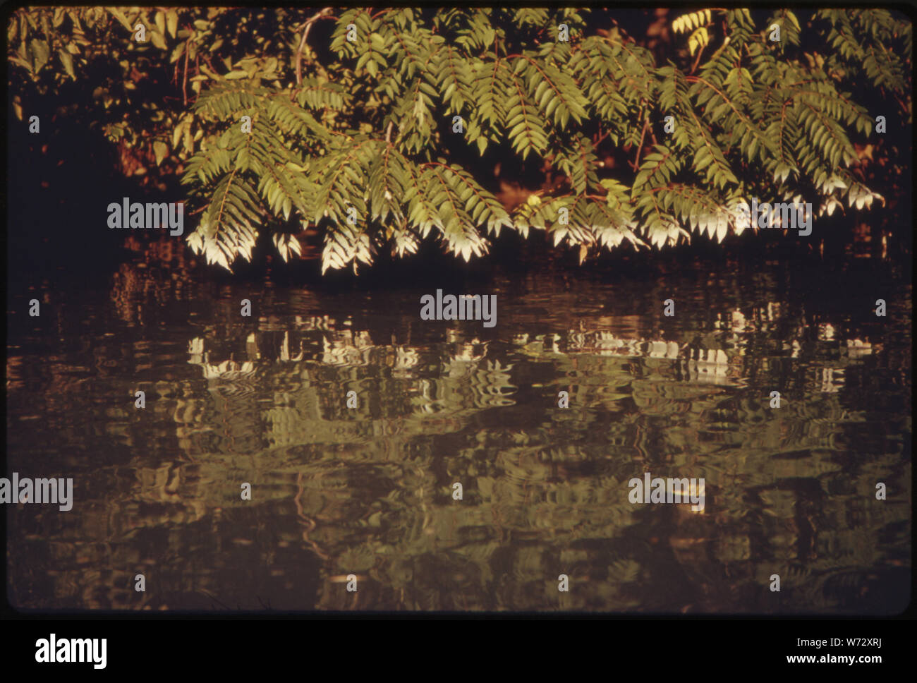 Gli inquinanti che vengono svuotati in fiume Ohio ed i suoi affluenti hanno influenzato il Riverbank vegetazione vicino Pittsburgh Pennsylvania Foto Stock