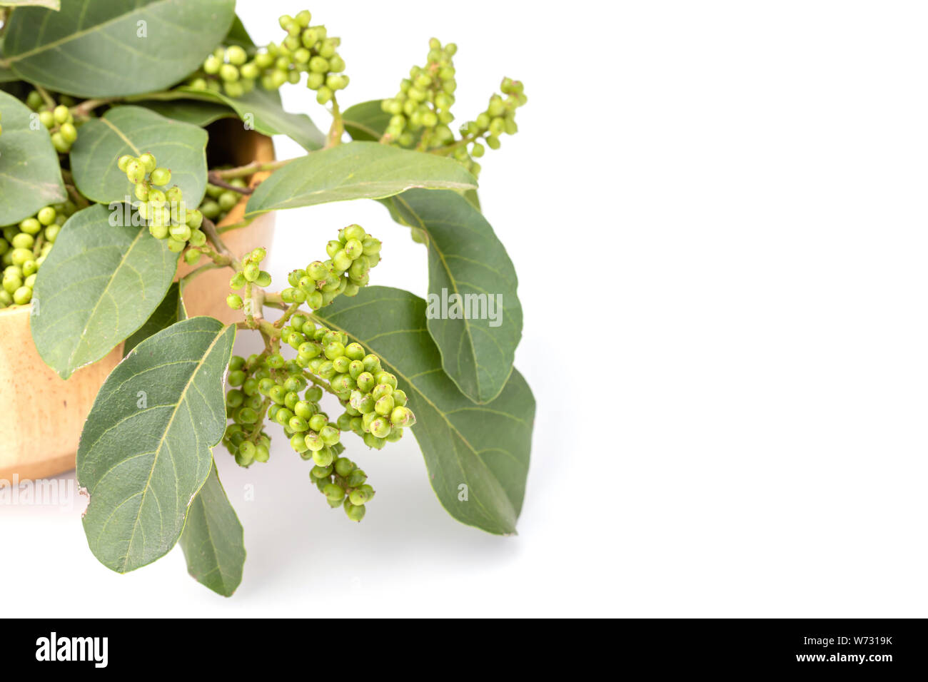 Verde giovane di Thai mirtillo (Thai frutta locale), Maoberry o Antidesma thwaitesianum isolati su sfondo bianco Foto Stock