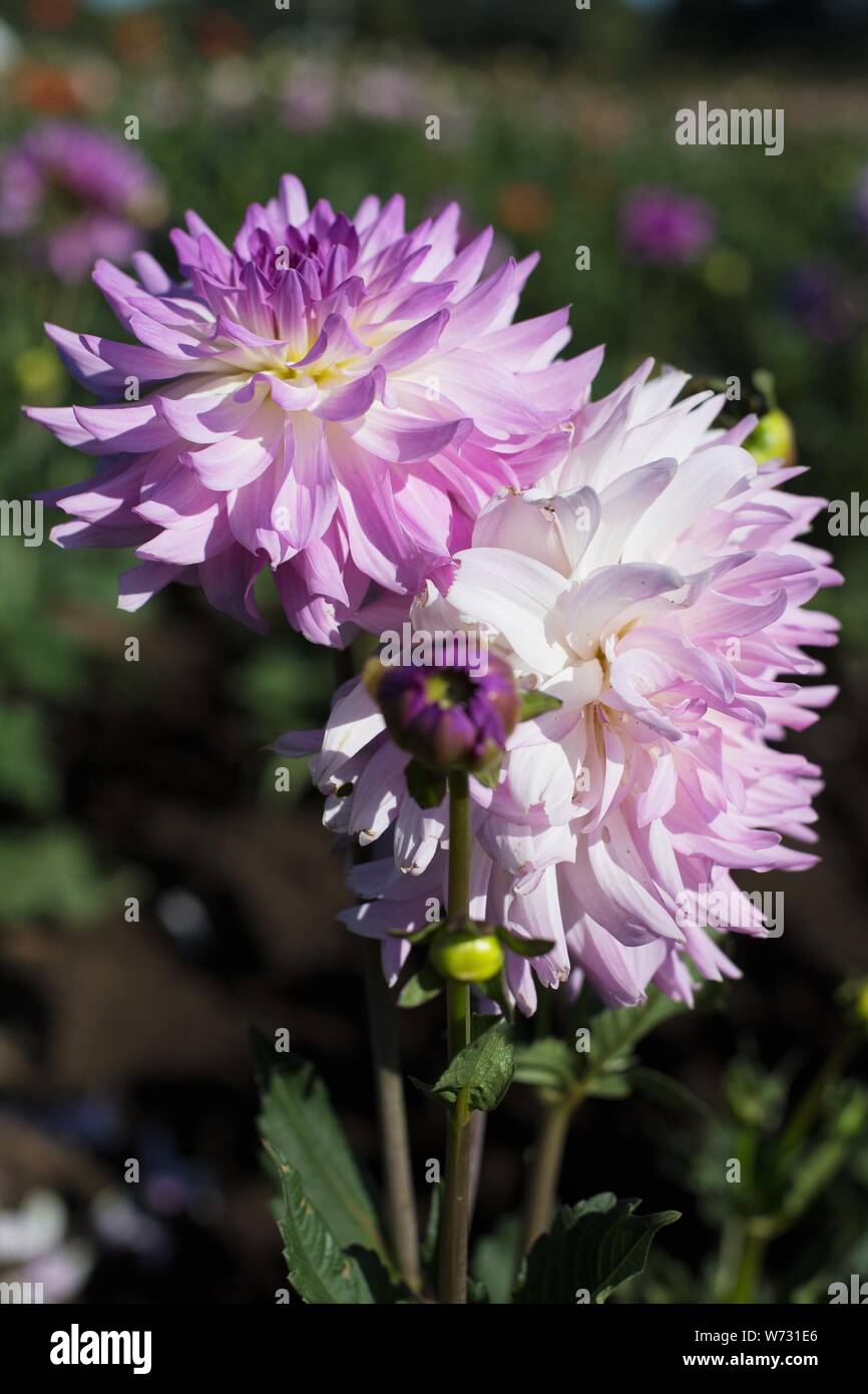 Dahlia 'Cloudburst' all'isola di Swan dalie in Canby, Oregon, Stati Uniti d'America. Foto Stock