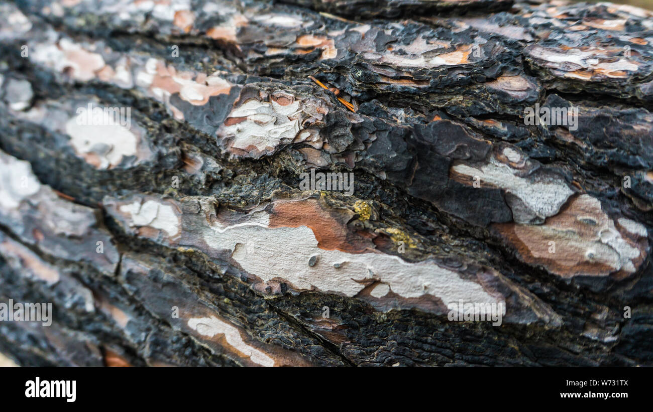 Nero e colorato di bianco corteccia di un albero 2 Foto Stock