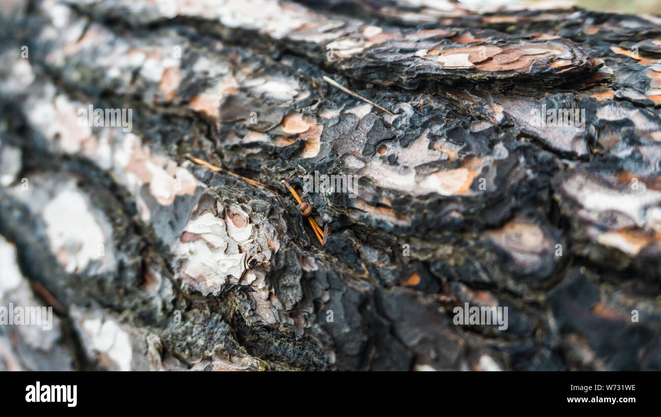 Nero e colorato di bianco corteccia di un albero Foto Stock
