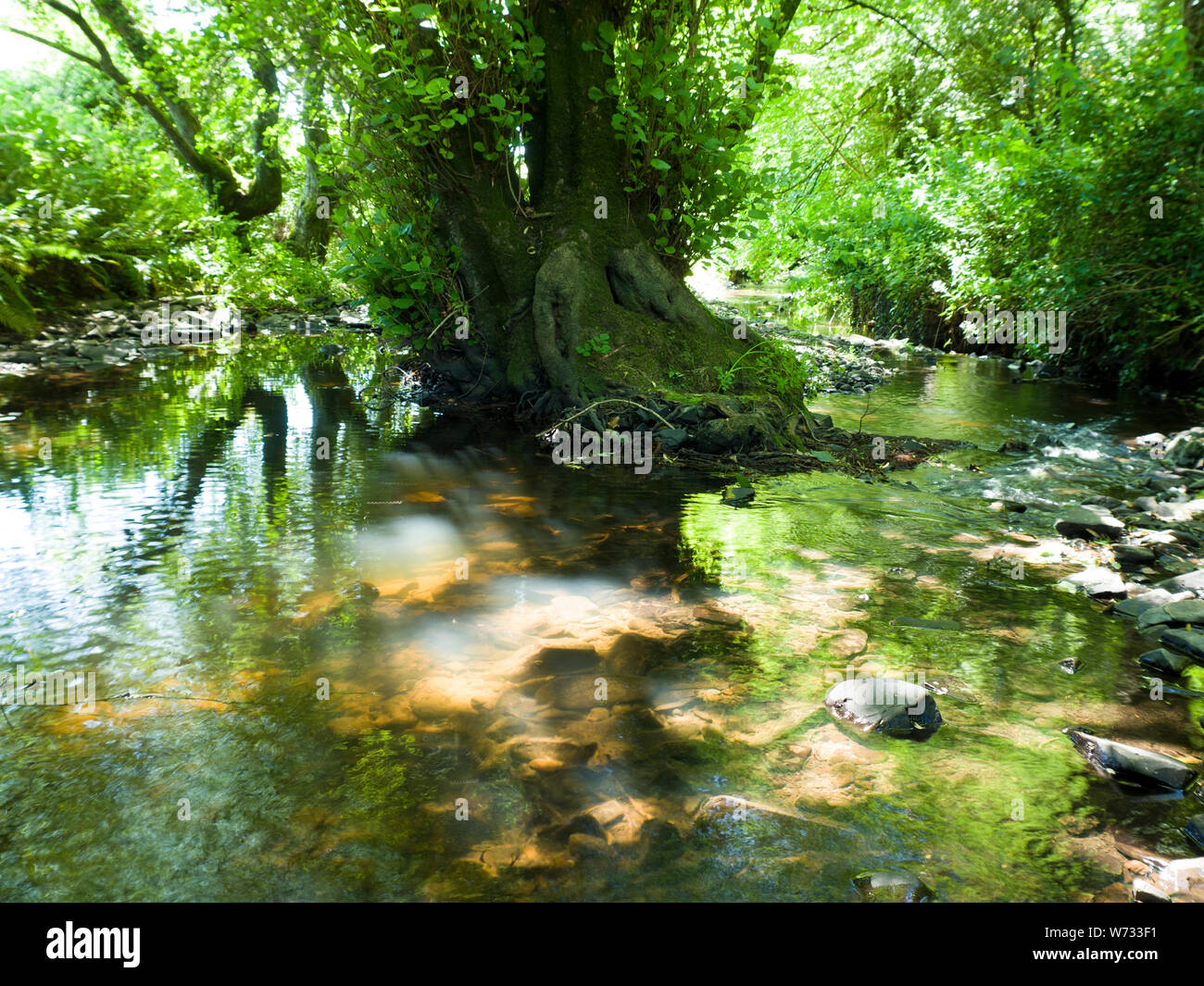 Albero che cresce nel mezzo di un torrente, Devon, Regno Unito Foto Stock