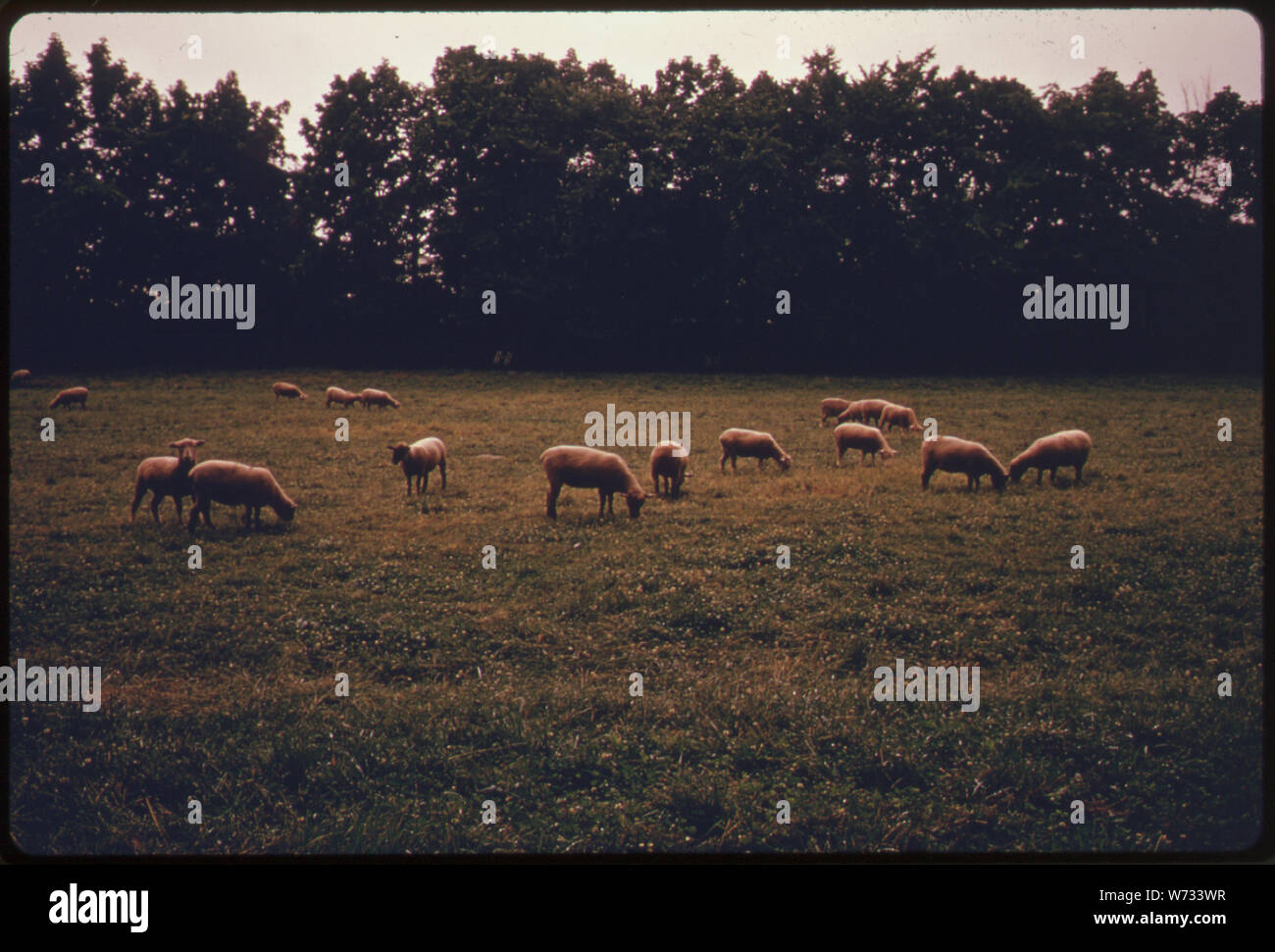 Pecore in un pascolo su una fattoria circondata dall'industria vicino a Somerville, NEW JERSEY, nell'area metropolitana di New York. L'agricoltore utilizza una sabbia fine-come ceneri da un vicino impianto di depurazione delle acque reflue inceneritore per arricchire i suoi campi di fieno. Industrie confinanti Affitto di lui torna terra precedentemente venduti; le imposte sono troppo elevate per lui è proprio. Bestiame bovino e porci sono anche sollevato Foto Stock