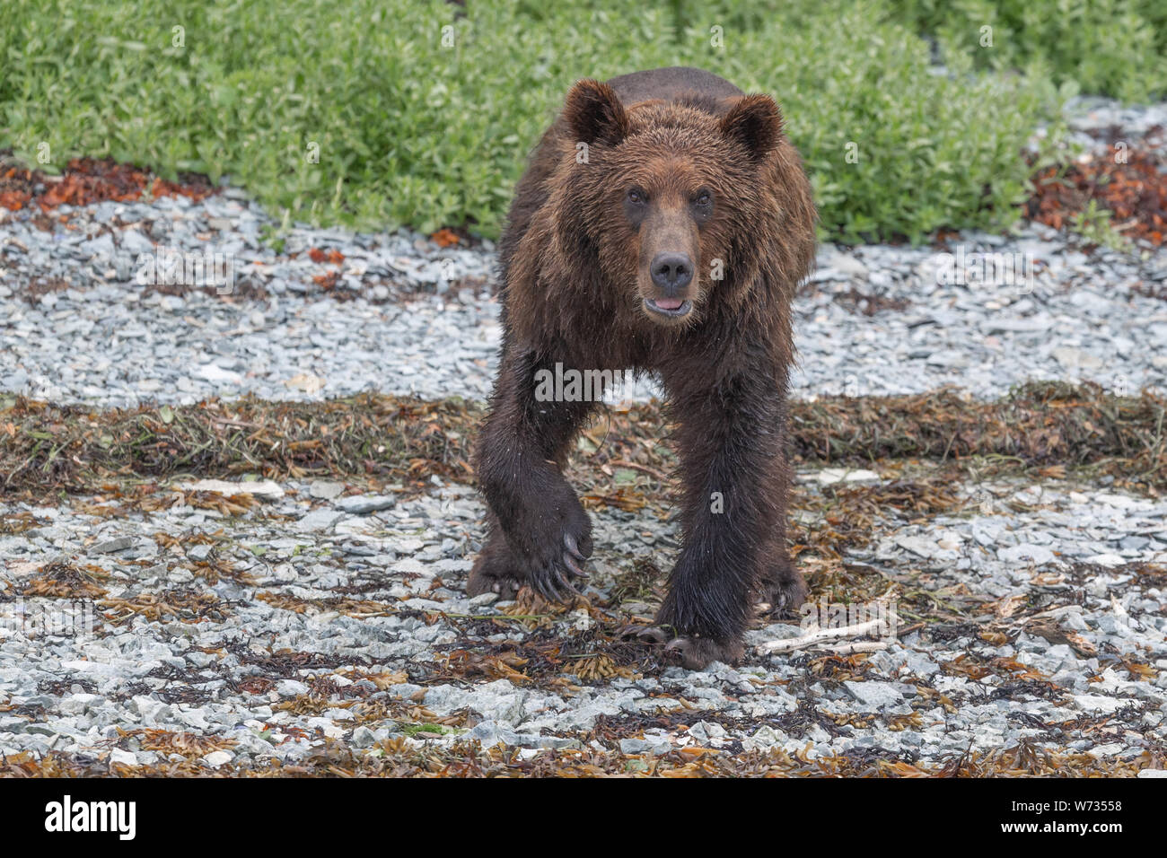 Coastal orso bruno sul bordo Costiera Foto Stock
