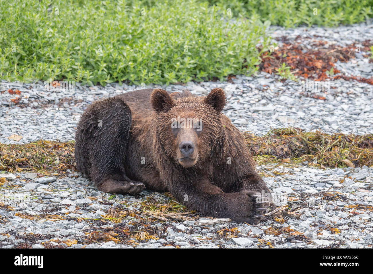Coastal orso bruno sul bordo Costiera Foto Stock