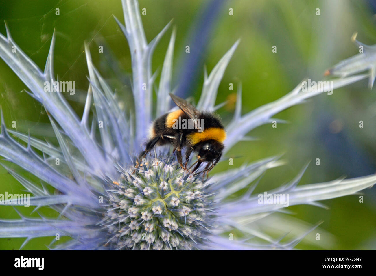 Bumble Bee su un fiore in un paese di lingua inglese Garden, Regno Unito Foto Stock