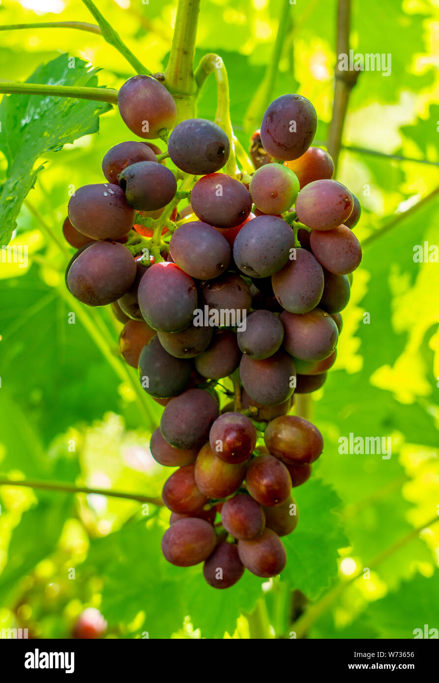 Un mazzetto di rosso dolce uve da tavola appeso su un vitigno illuminata dai raggi luminosi della vigna di Sun Foto Stock