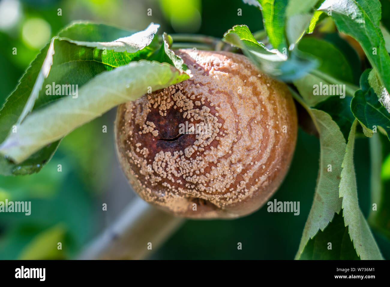 Malattia mele, Monilia la malattia fungina, infetti Apple frutta closeup rot Foto Stock