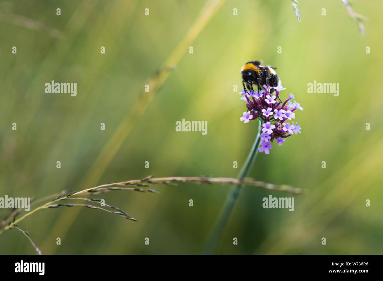 Bella close up di un Bumble Bee seduto su un luminoso fiore rosa Foto Stock