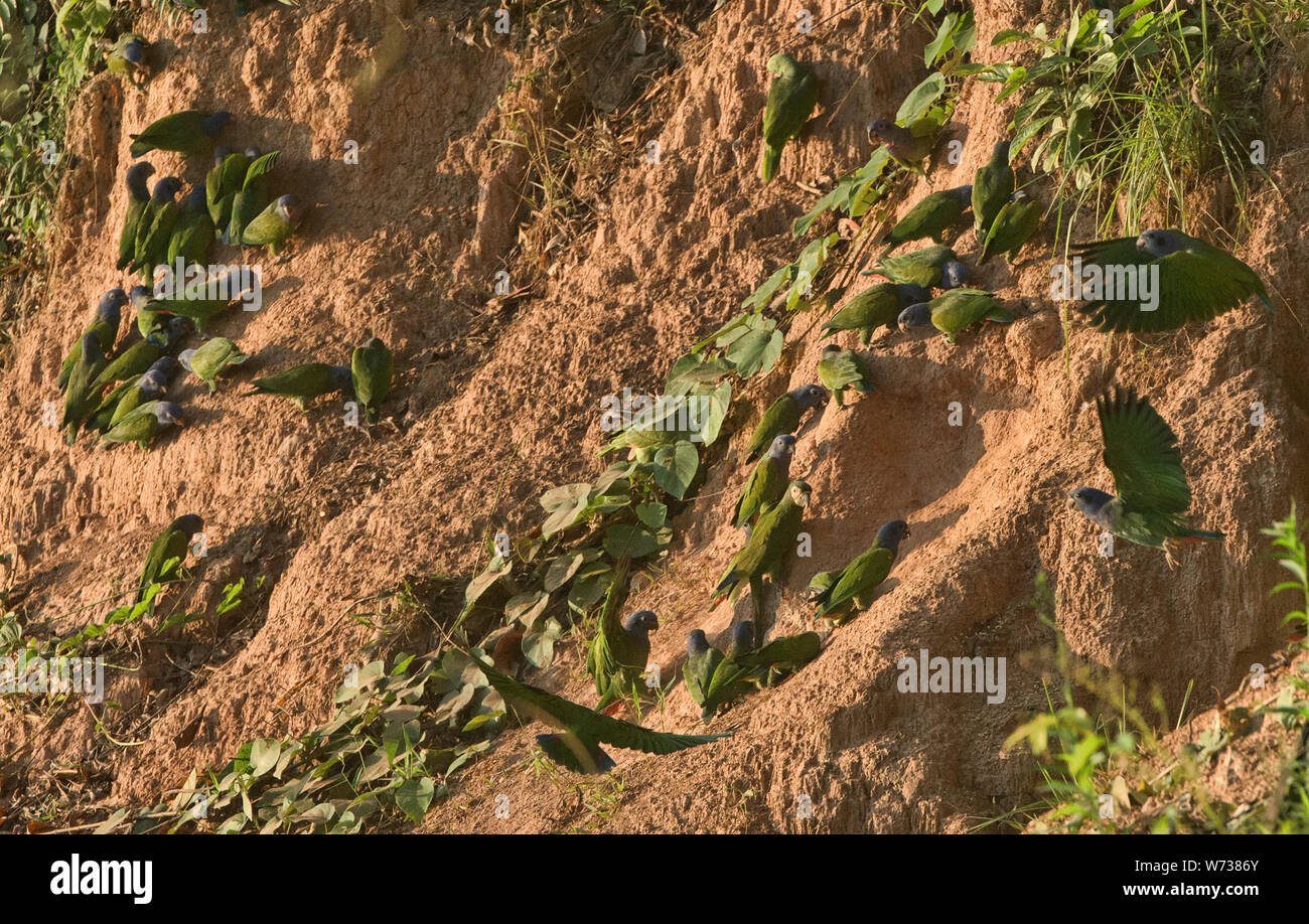 A testa azzurra pappagalli alimentando ad un'argilla leccare, fiume Tambopata, Amazzonia peruviana Foto Stock