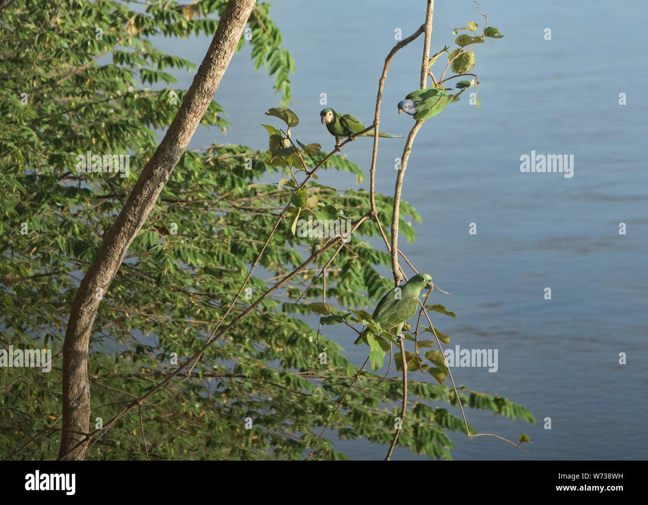 Farinoso e giallo-incoronato pappagalli sopra il fiume Tambopata,Tambopata National Reserve, Amazzonia peruviana Foto Stock