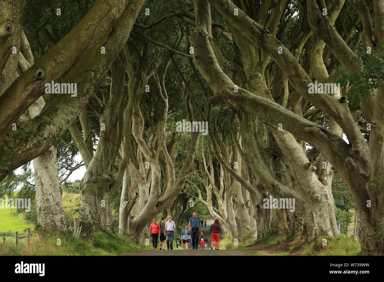 I turisti internazionali visitate il buio siepi, County Antrim domenica 4 agosto 2019. I viaggi con pernottamenti in Irlanda del Nord dai visitatori esterni è stata stimata essere di 2,8 milioni. Le spese associate con questi viaggi è stato £669m. (Foto di Paolo McErlane) Foto Stock