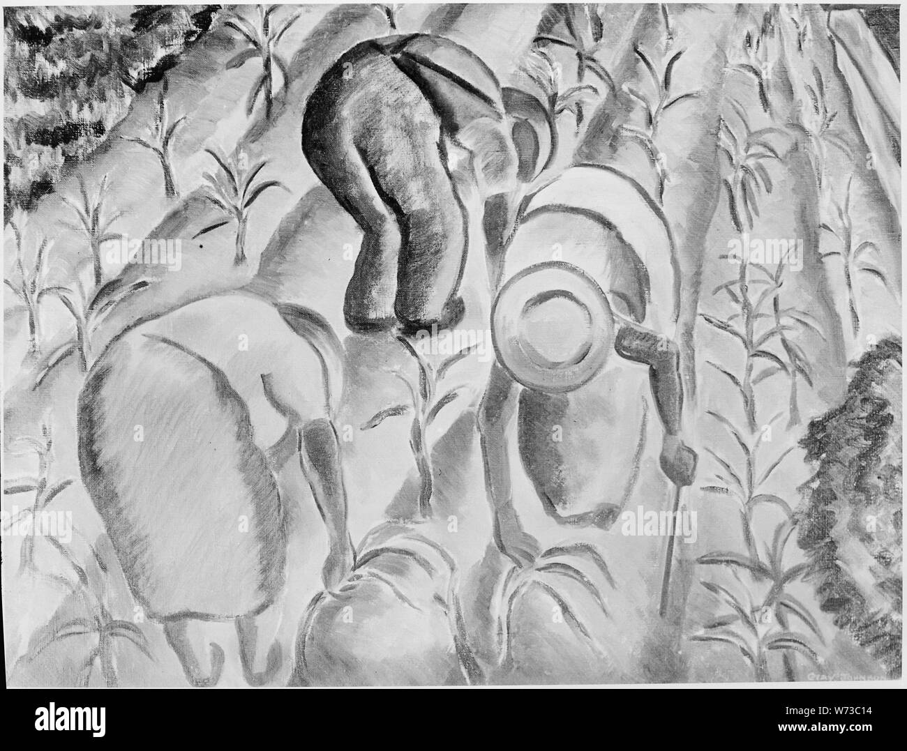 Thinnin' mais; Note Generali: Pittura.Questa immagine è anche disponibile in versione a colori. Si prega di chiedere le informazioni di contatto qui sotto per ottenere una copia. Foto Stock