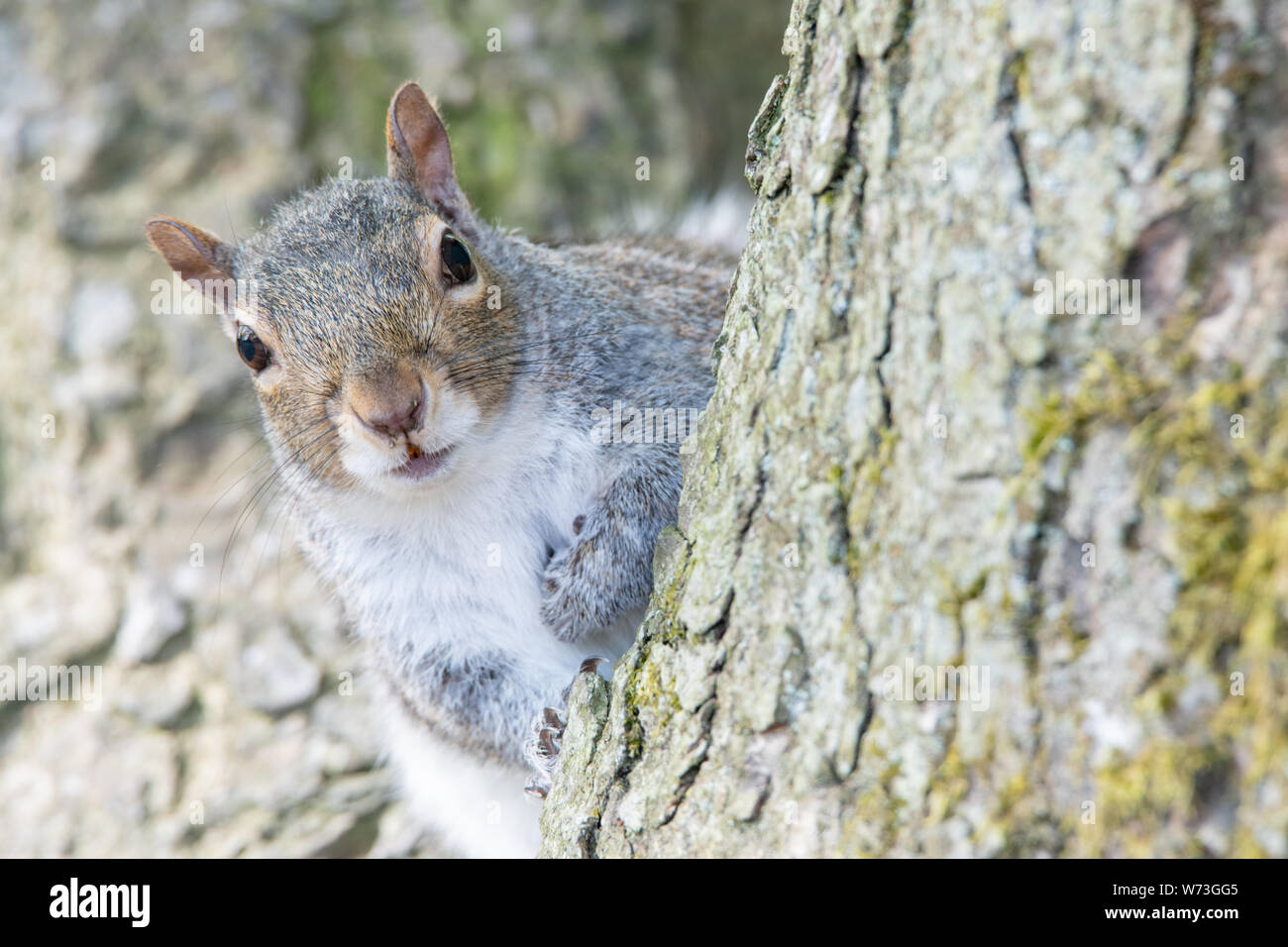 Scoiattolo grigio (Sciurus carolinensis) Foto Stock