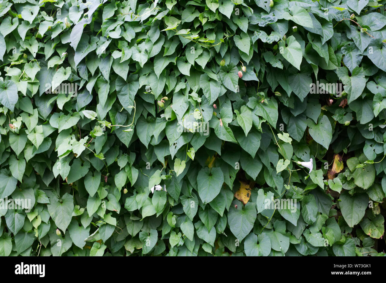 Calystegia sepium. Hedge centinodia coprendo un giardino sovradimensionate. Foto Stock